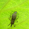 Assassin Bug