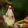 Orquídea  Leochilus