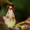 Orquídea  Leochilus