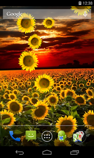 【免費個人化App】Sunflower Live Wallpaper-APP點子