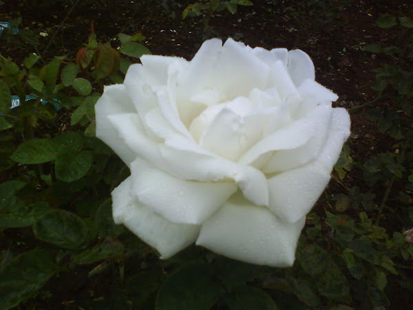 White Rose | Project Noah