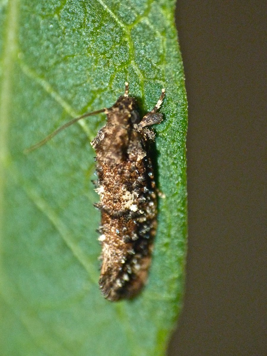 Speckled Xylesthia moth