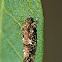 Speckled Xylesthia moth