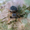 Hammer-jawed jumping spider (juvenile)