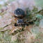 Hammer-jawed jumping spider (juvenile)