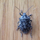 Rough stink bug