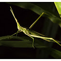 Common Stick Grasshopper