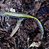 long-toed salamander