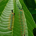 Acontius Banner caterpillar