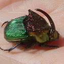 North American Dung Beetle