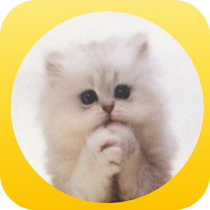Please Cat - lol cat 娛樂 App LOGO-APP開箱王