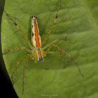 Lynx Spider