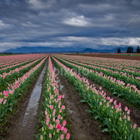Tulip Fields by Gabi Fulcher - Landscapes Cloud Formations