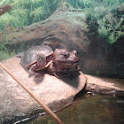 American Bullfrog