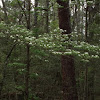 Dogwood tree