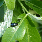 Life Cycle Of A Leaf Beetle