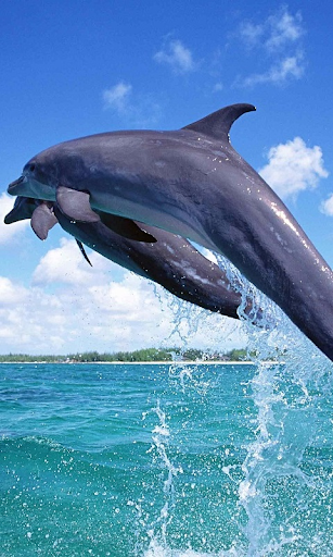 Delfines Live Wallpaper es 1