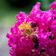 Crape myrtle