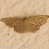 Scopula moth