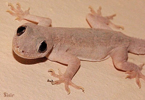 House Lizard Project Noah