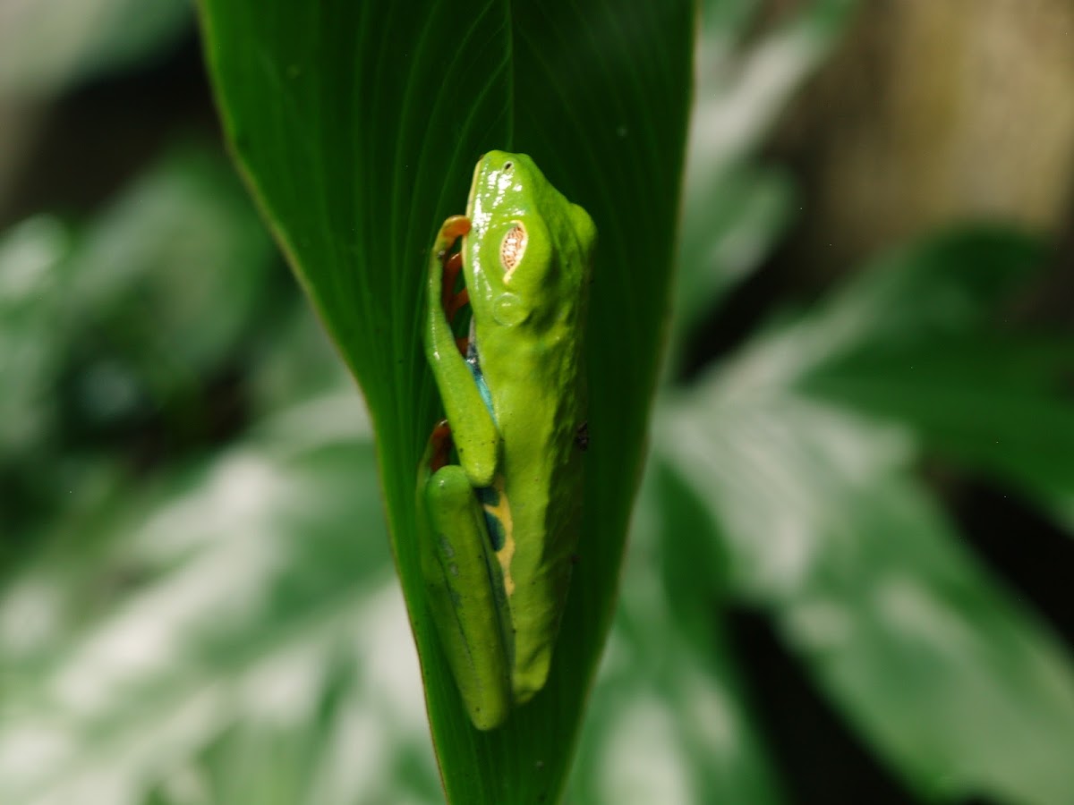 Listovnica červenooká/Red eyed frog