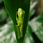 Listovnica červenooká/Red eyed frog