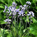 Spanish bluebell or Wood Hyacinth