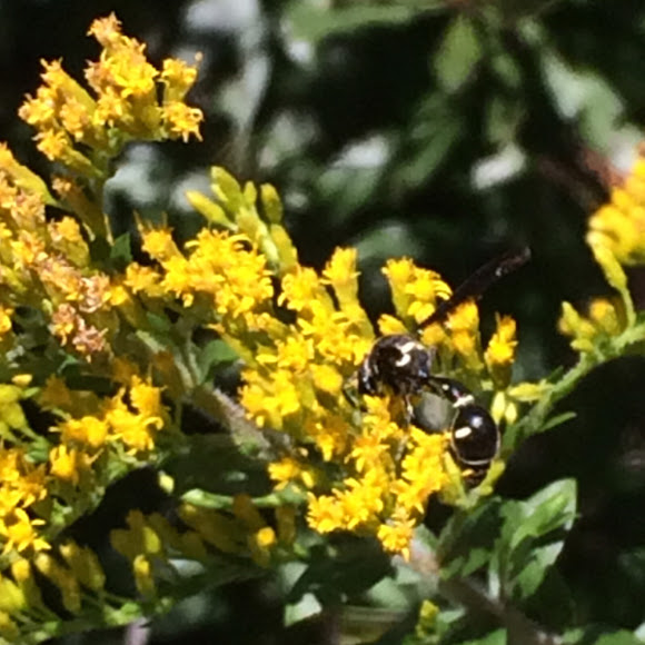 Black and yellow striped wasp Project Noah