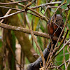 Ardilla (variegated squirrel)