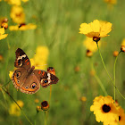 Buckeye Butterfly