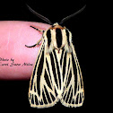 Little Virgin Tiger Moth