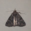 Erebid Moth