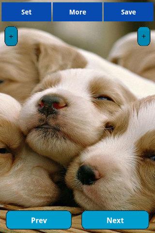 【免費娛樂App】Sleepy animals Wallpapers-APP點子