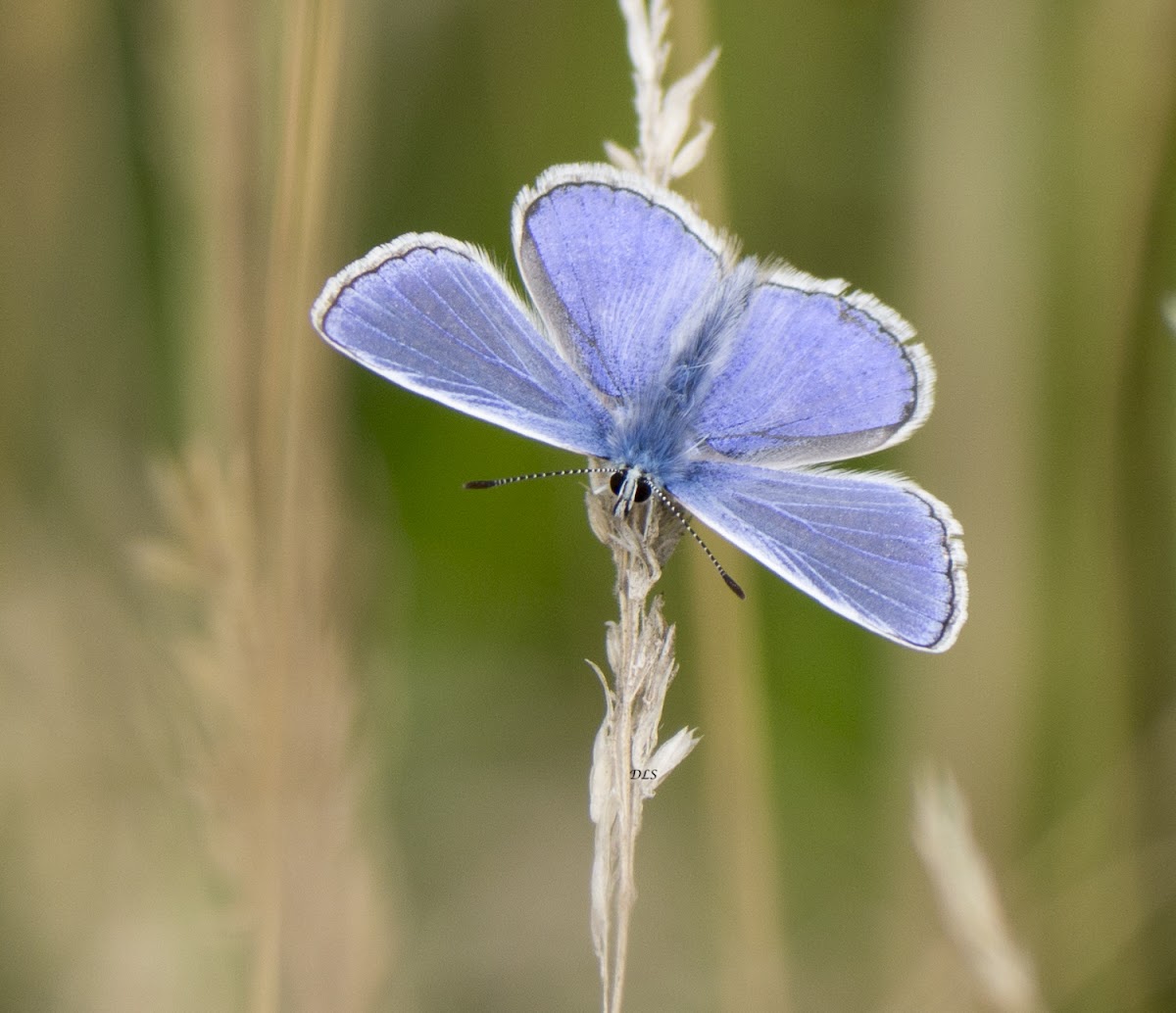 Common Blue (Male)