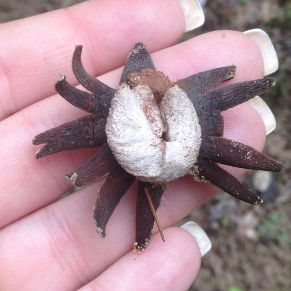 Barometer earthstar