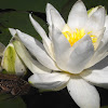 European White Water-Lily