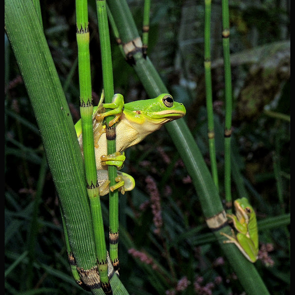 Tree Frogs Of KY, TN, and surrounding area's. Project Noah