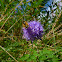 Scabious