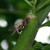 Asian Weaver Ant ( Queen )