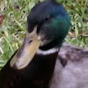 Mallard duck