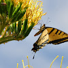 Two-Tailed Swallowtail, Male