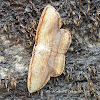 Drepanid Moth