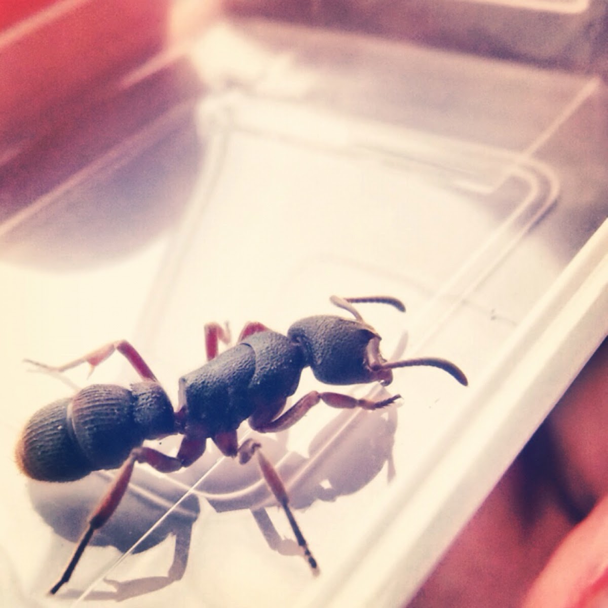 Hunting Ant 紅足穴猛蟻