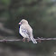 Scaly-feathered Finch/Weaver