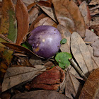 Cortinarius Mushroom