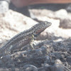 Santa Cruz Lava Lizard