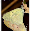 Small Samlon Arab Butterfly