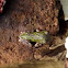 Gray Tree Frog