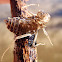 Dragonfly metamorphosis. Muda de libélula