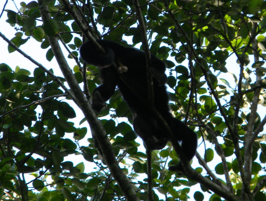 saraguato negro - Guatemala Black Howler Monkey